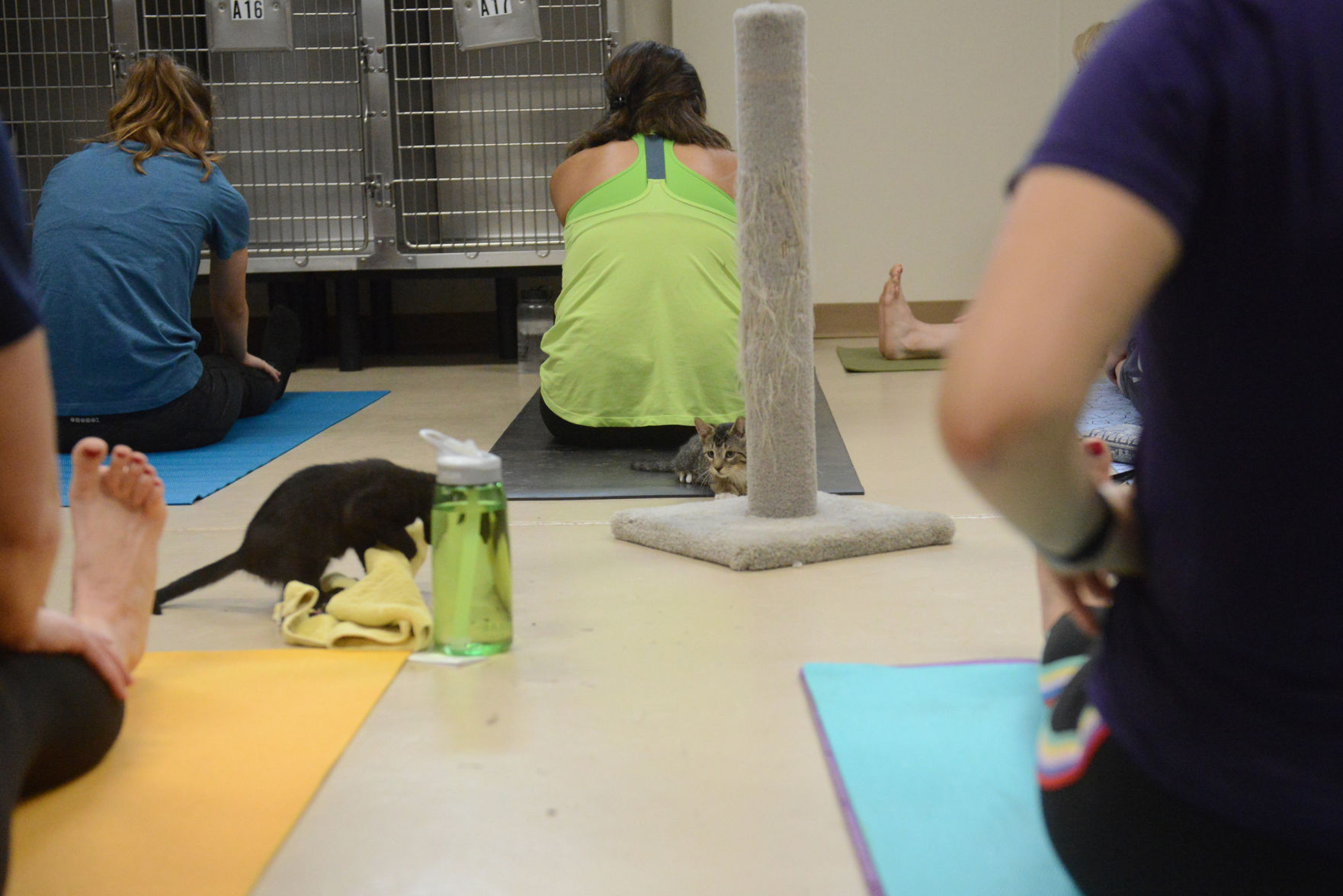 Cat Yoga at Aggieland Humane Society